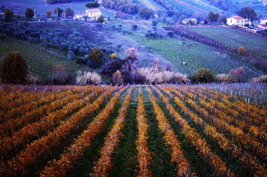 Agriturismo Cantina Morone Guardia Sanframondi Eksteriør bilde